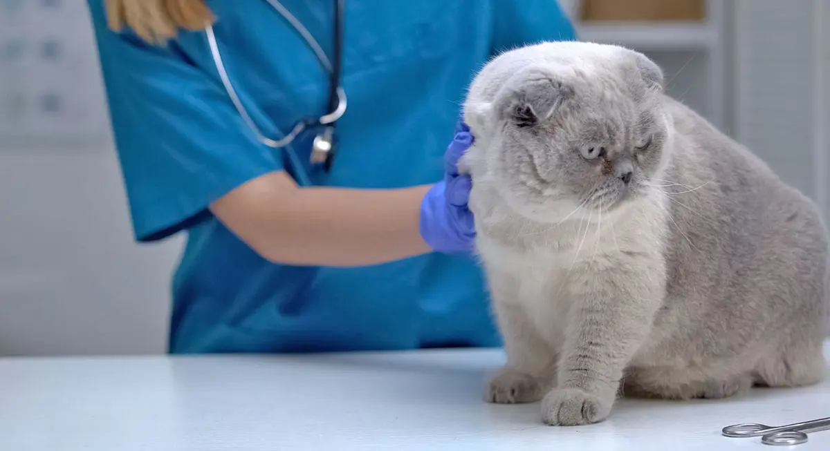 gray cat vet table