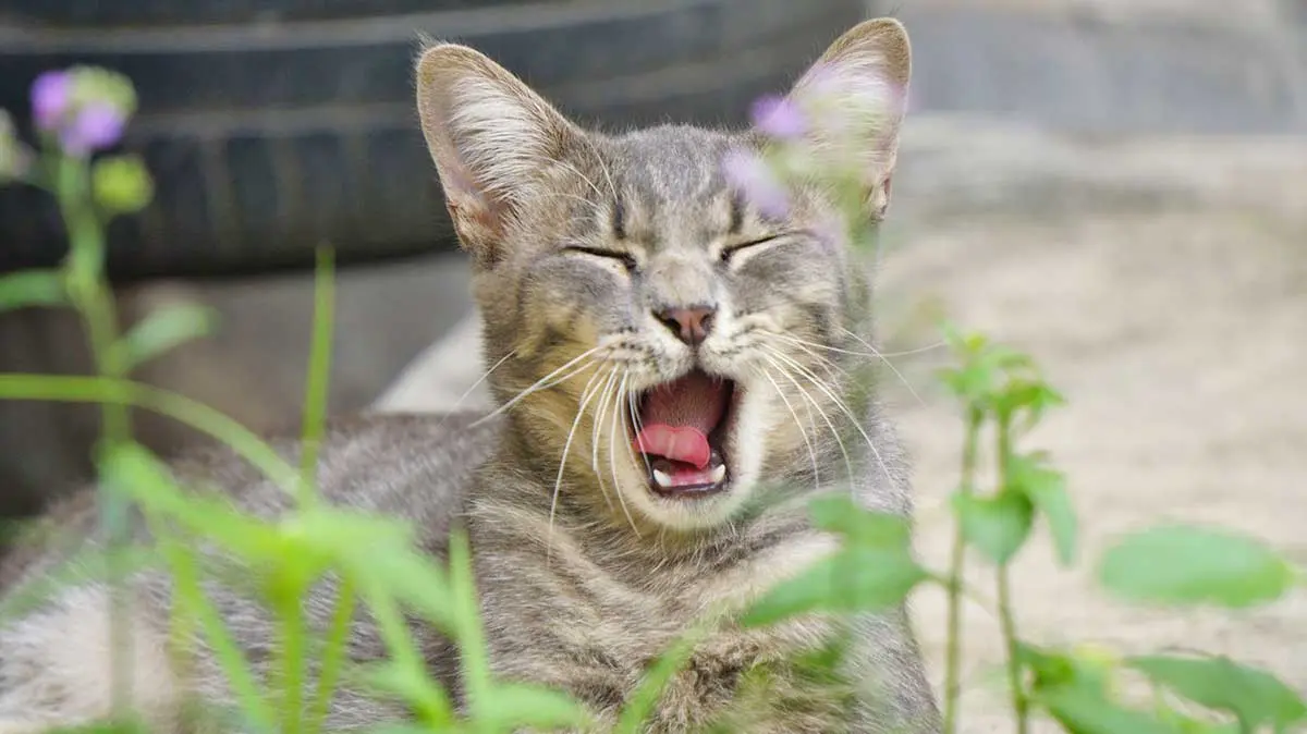 gray cat yawning grass