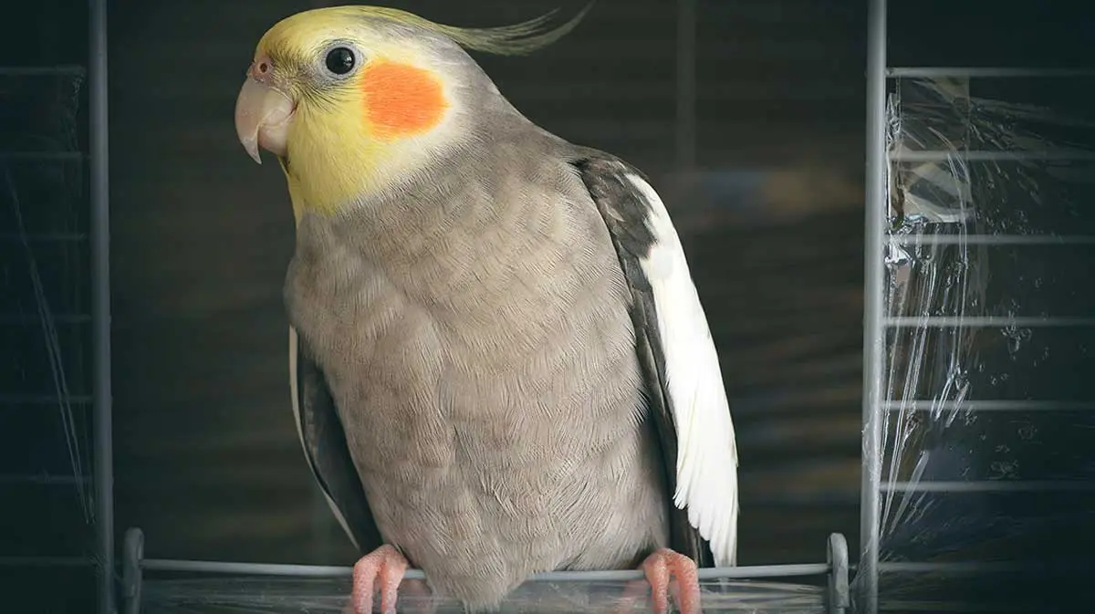 gray cockatiel