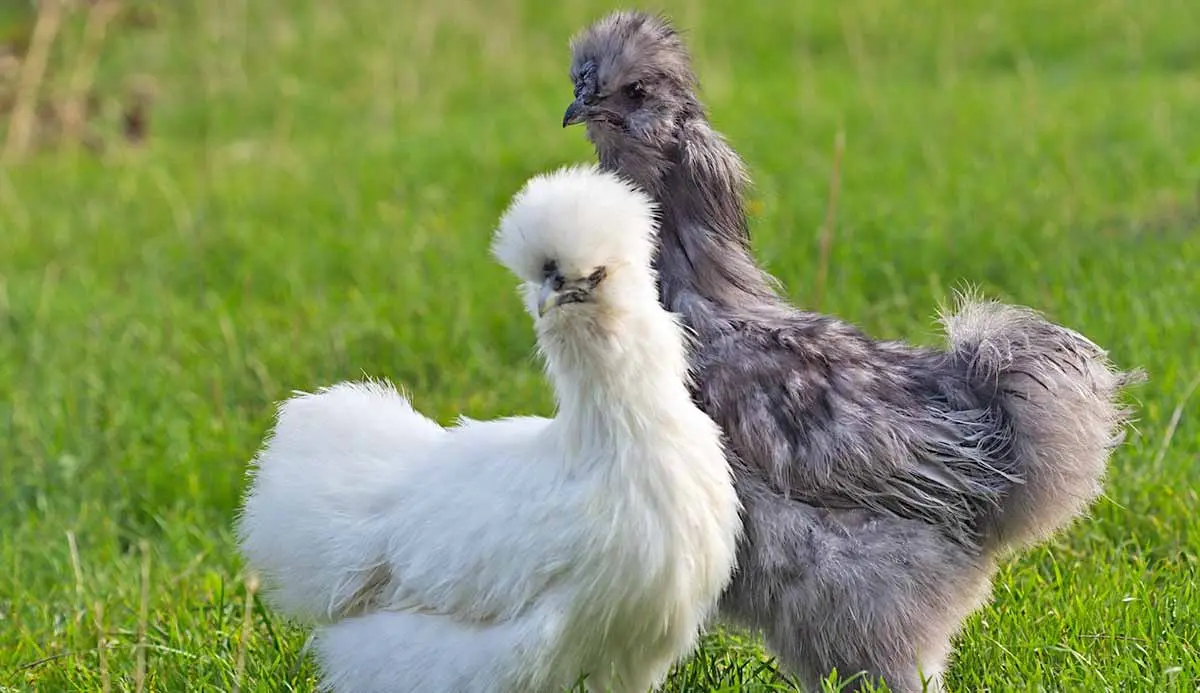gray silkie rooster and white silkie hen on grass