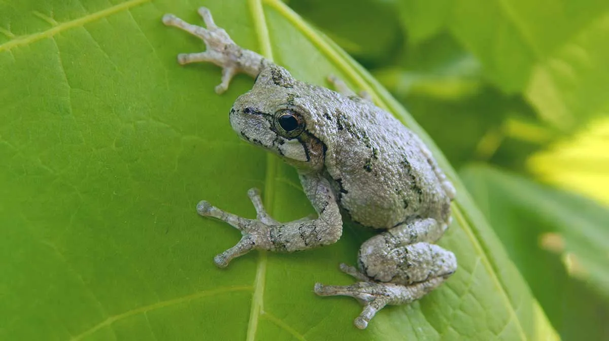 gray tree frog on leaf