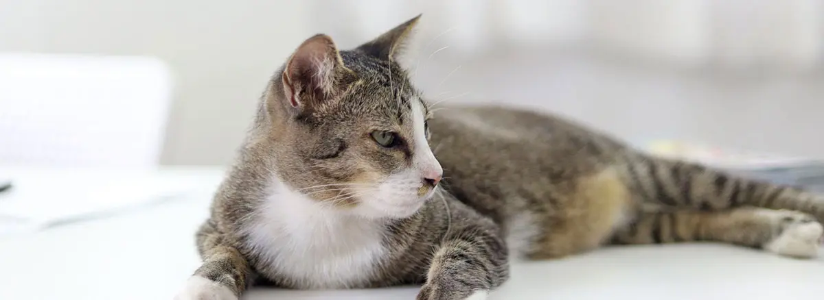 gray white cat laying down