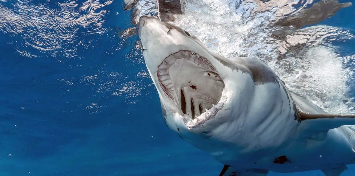 great white shark open mouth hunting water