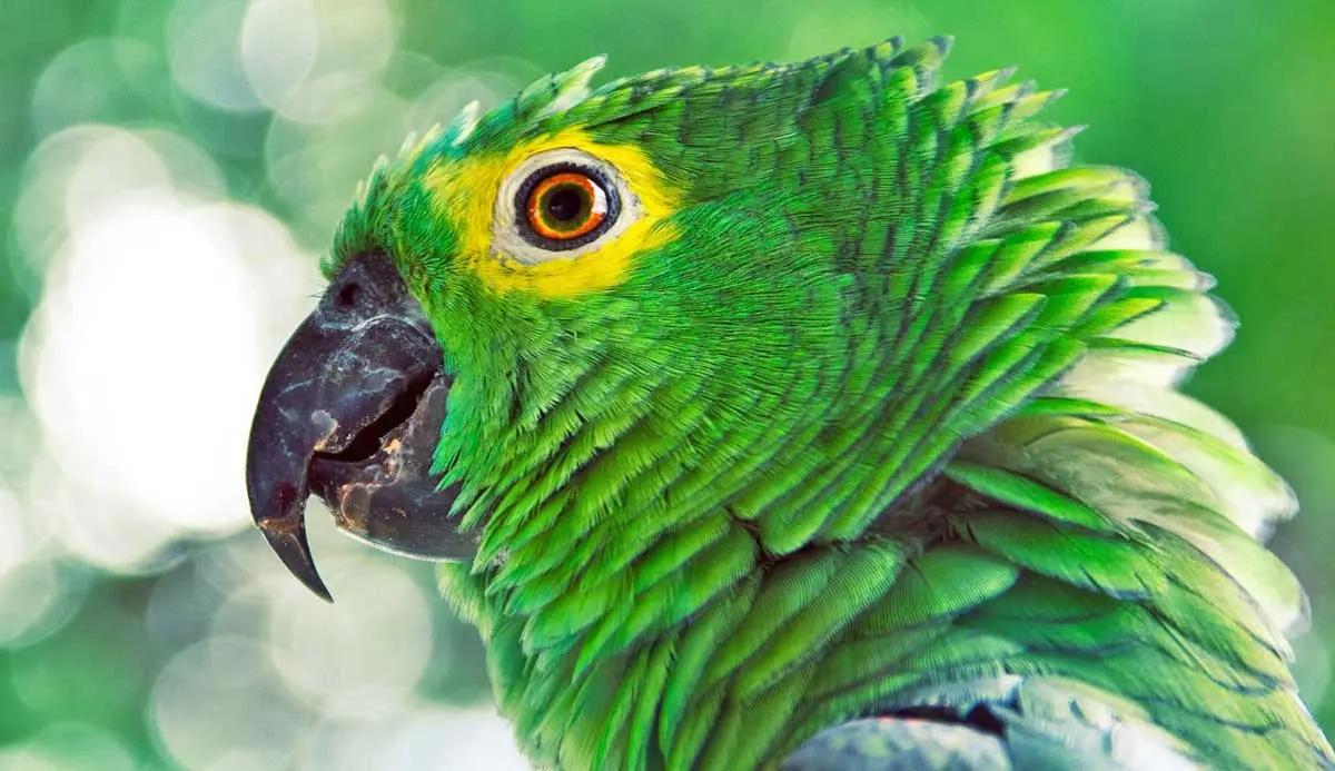 green parrot