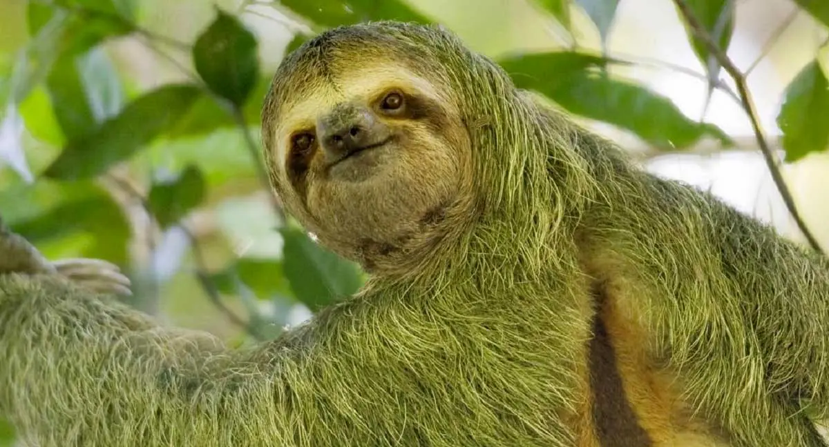 green sloth smiling