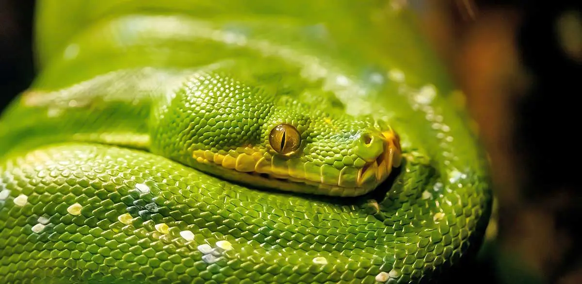 green snake