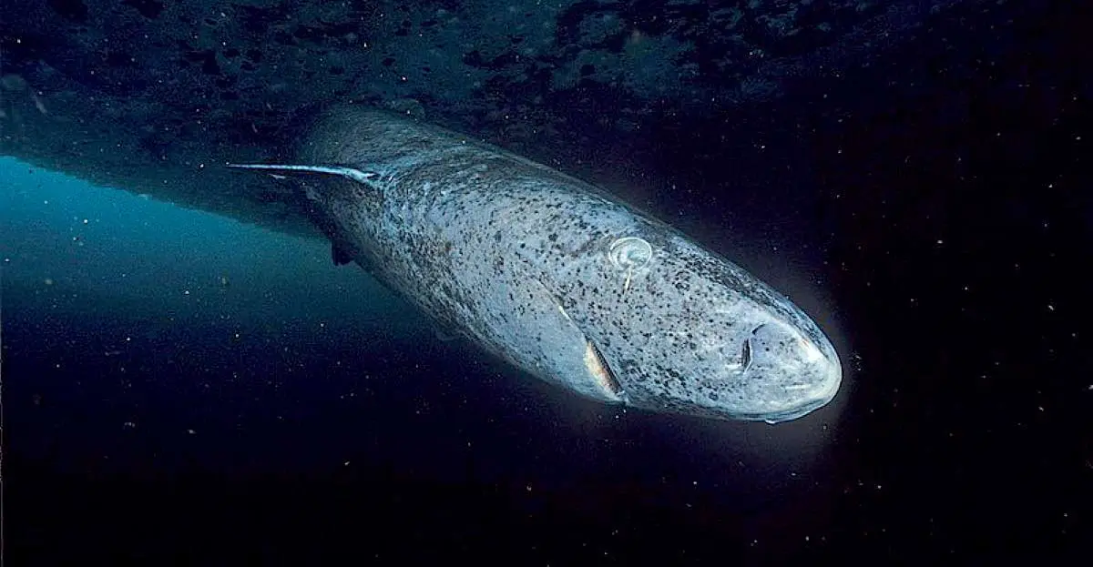 greenland shark sleeper shark deep sea