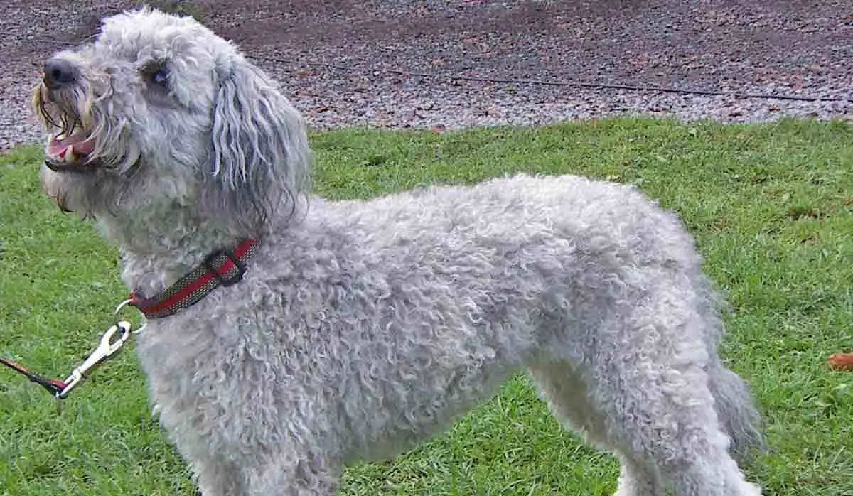 grey pumi dog