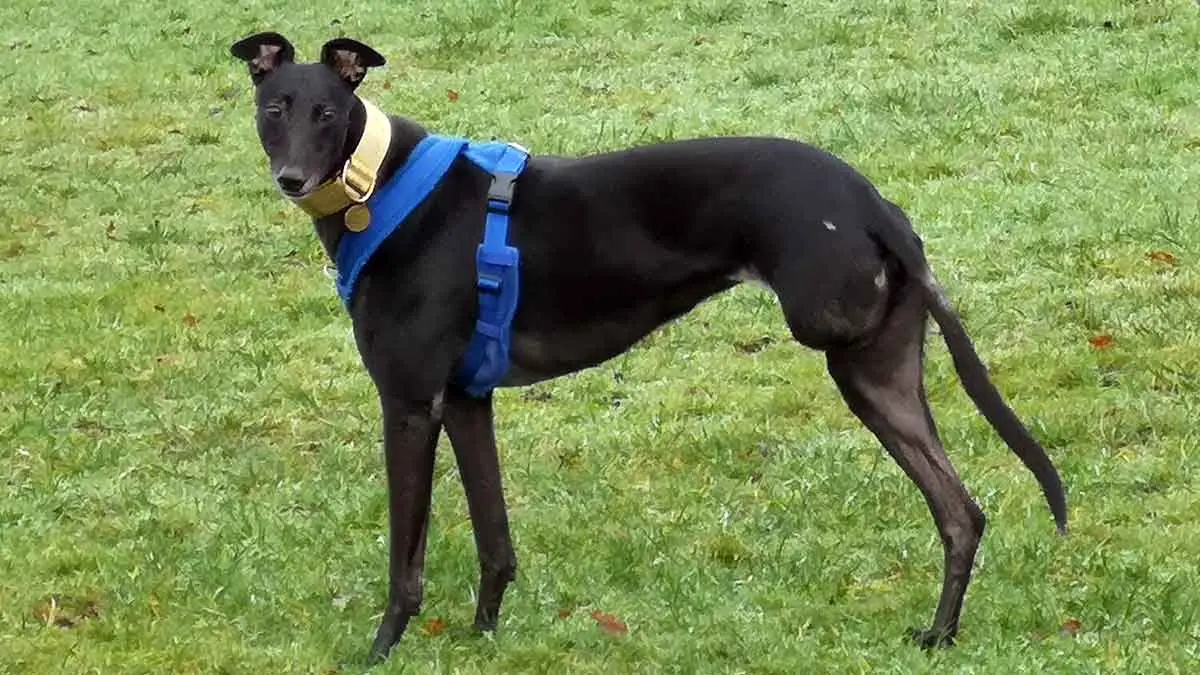 greyhound dog standing on grass