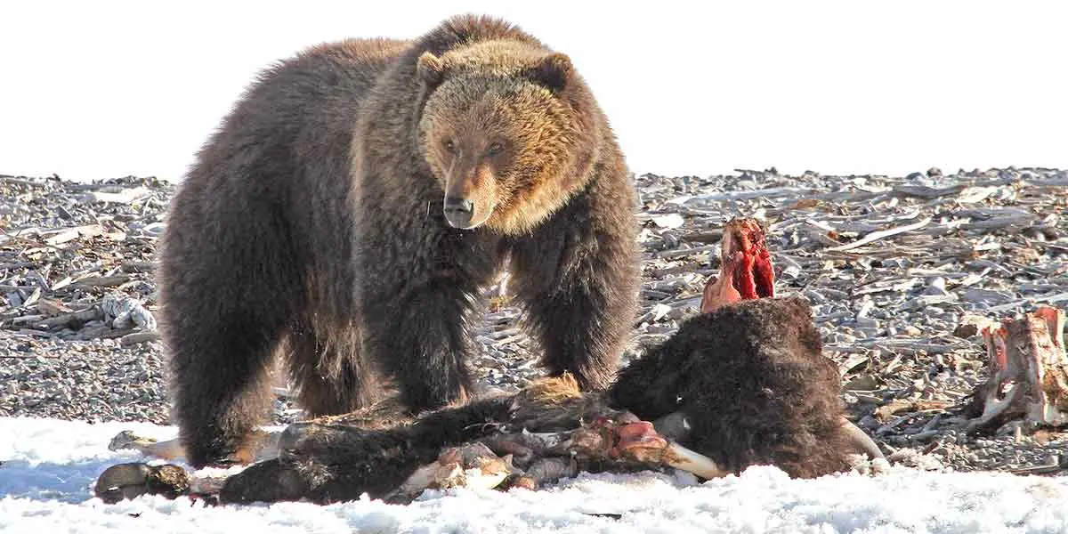 grizzly bear eating meat