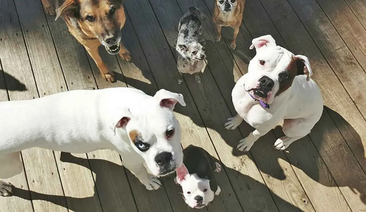 group dogs deaf deafdogsrock.com