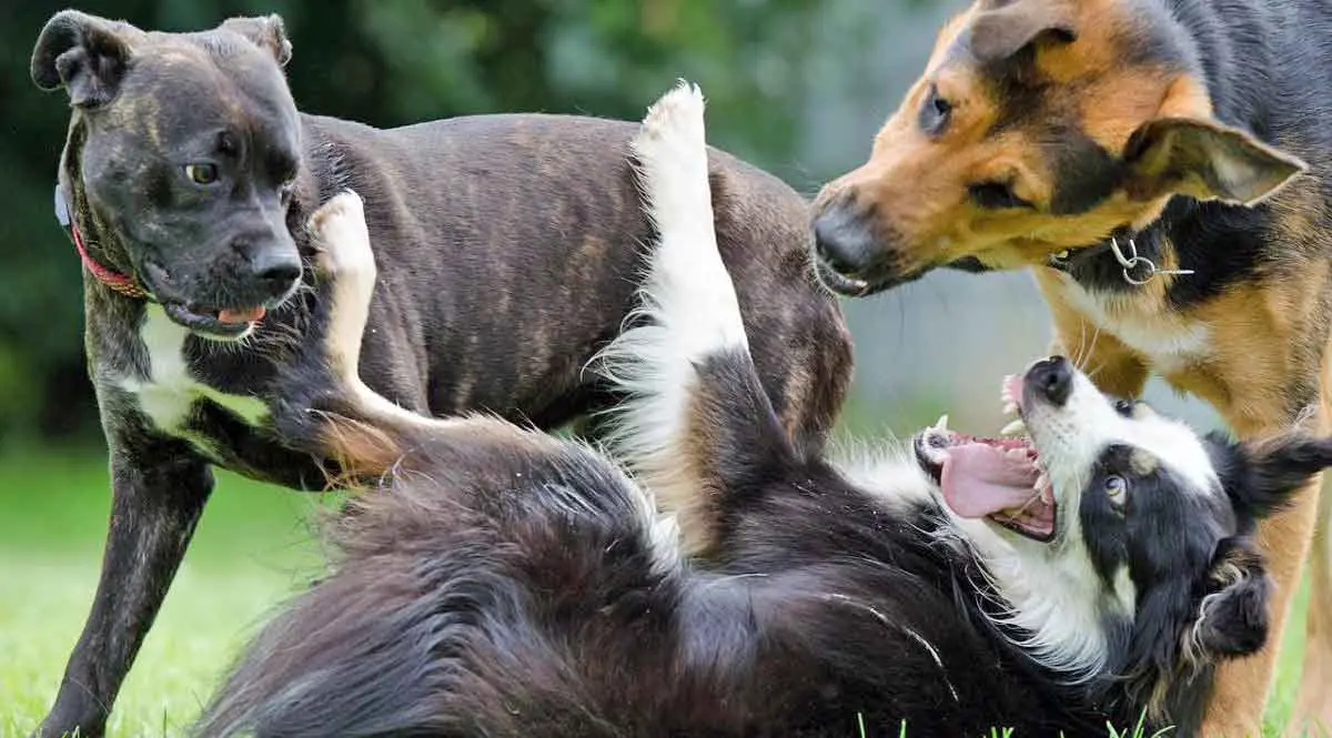 group dogs playing