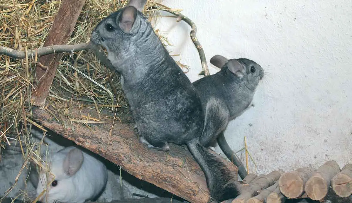 group of chinchillas