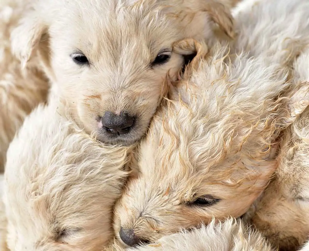 group of puppies cuddling