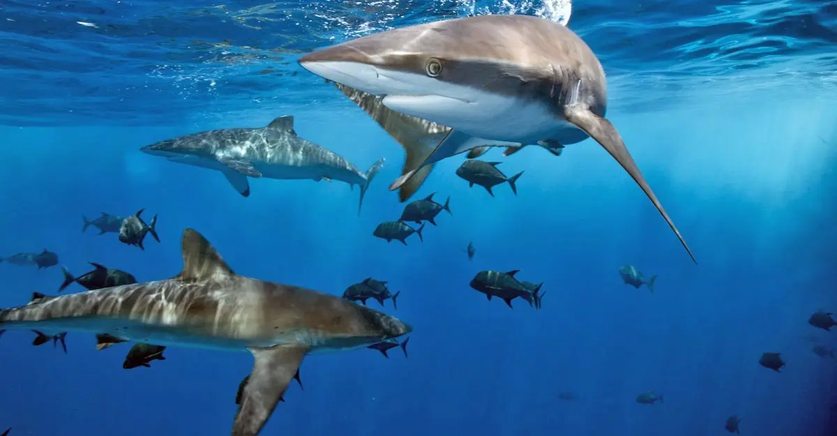 group of sharks swimming underwater with fish