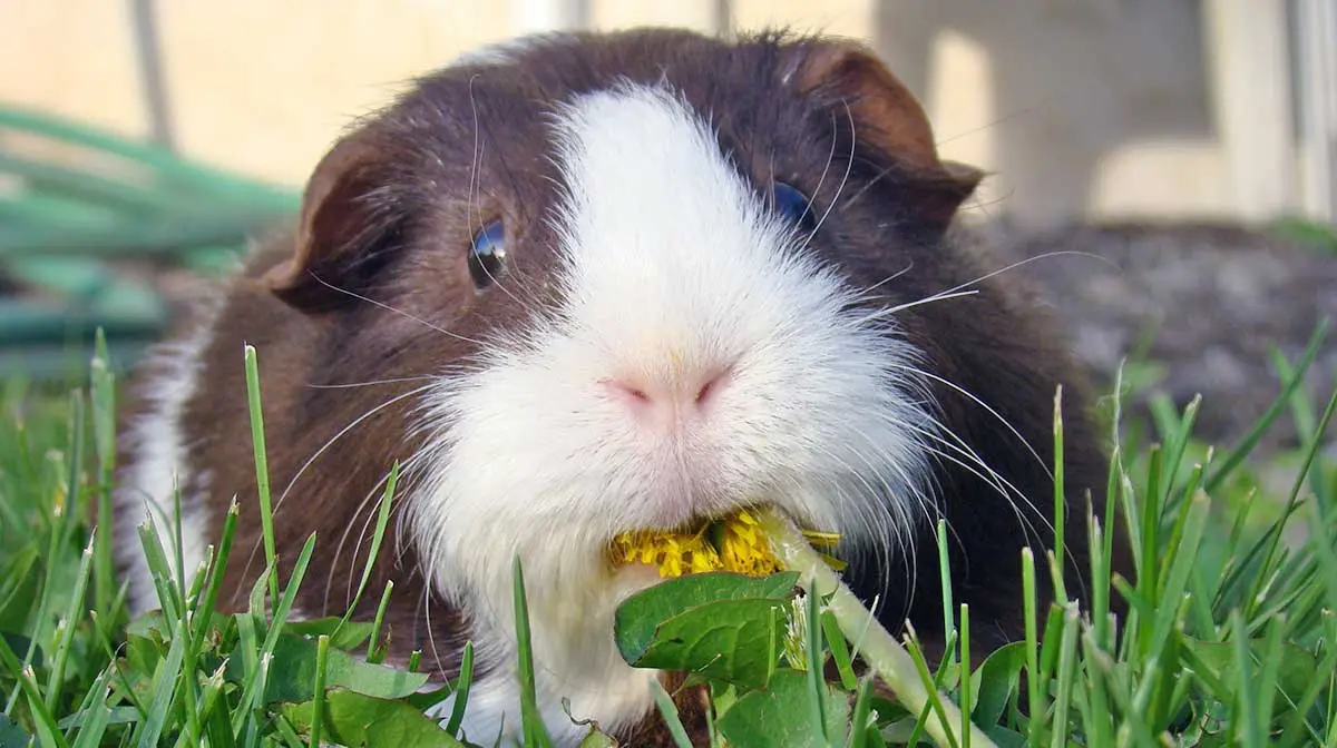 guinea pig eating a dandelion 1247557