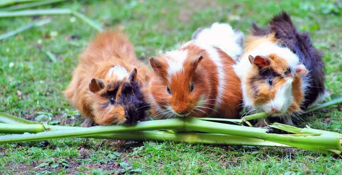guinea pigs eating celery