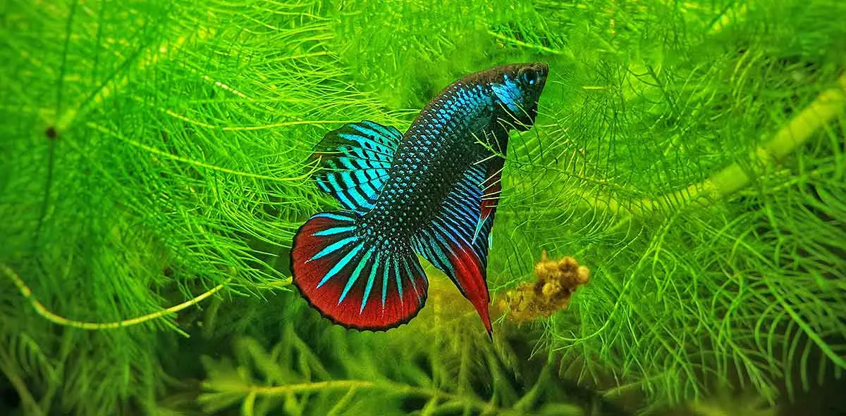 guppy aquarium blue