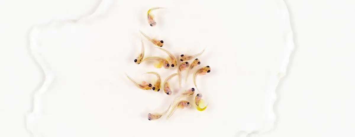 guppy fry fish babies
