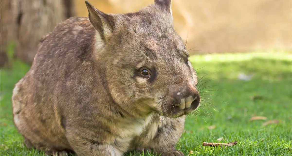 hairy nosed wombat