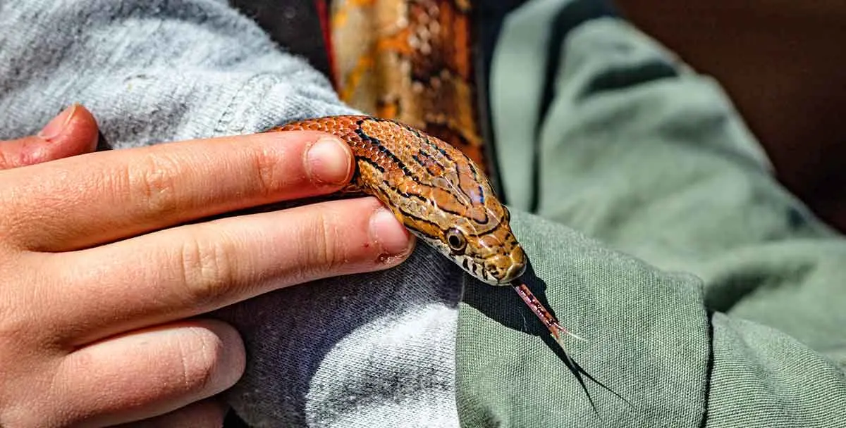 hands stroking petsnake cornsnake