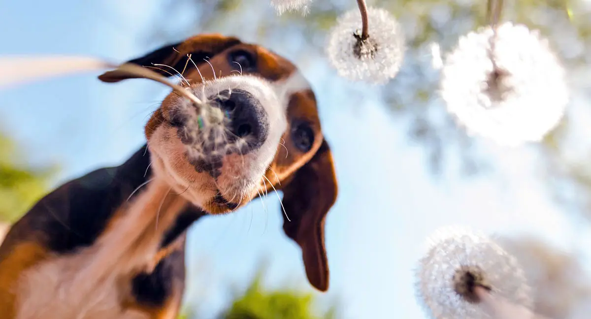 happy dog sniffing