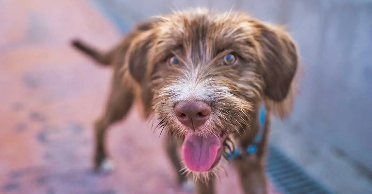 happy terrier mix