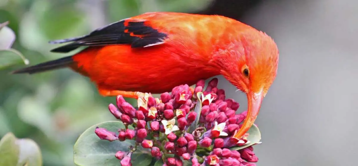 hawaiian honeycreeper