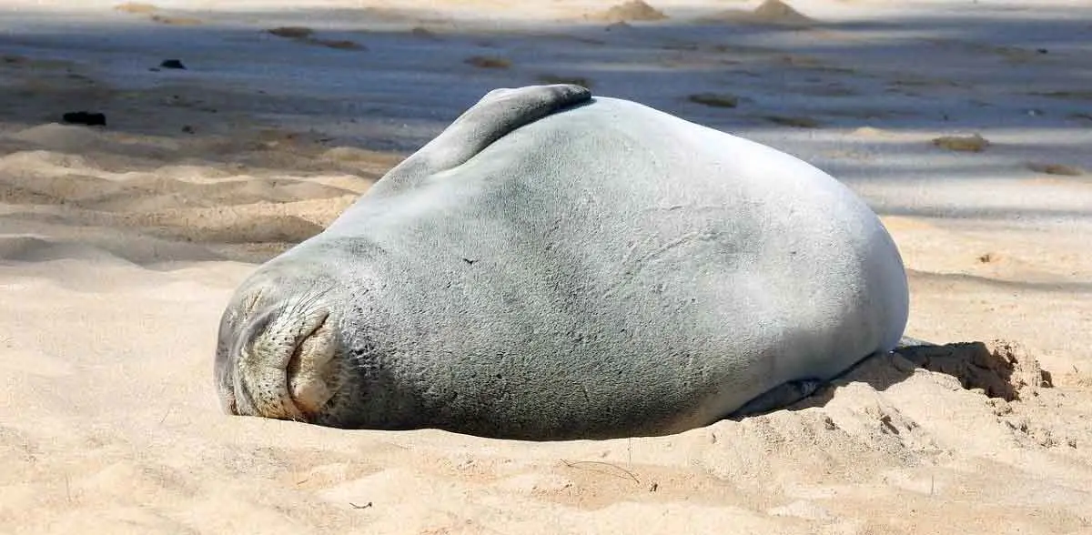 hawaiian monk seal