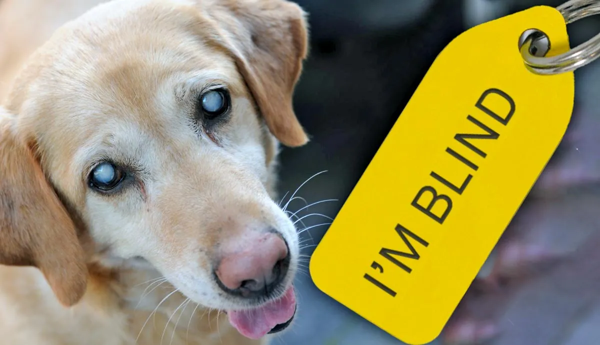 18 helpful tips for caring for a blind dog -  Resources