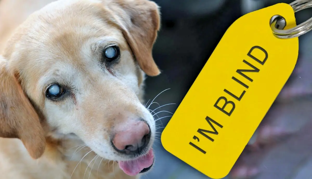 helpful tips for blind dogs