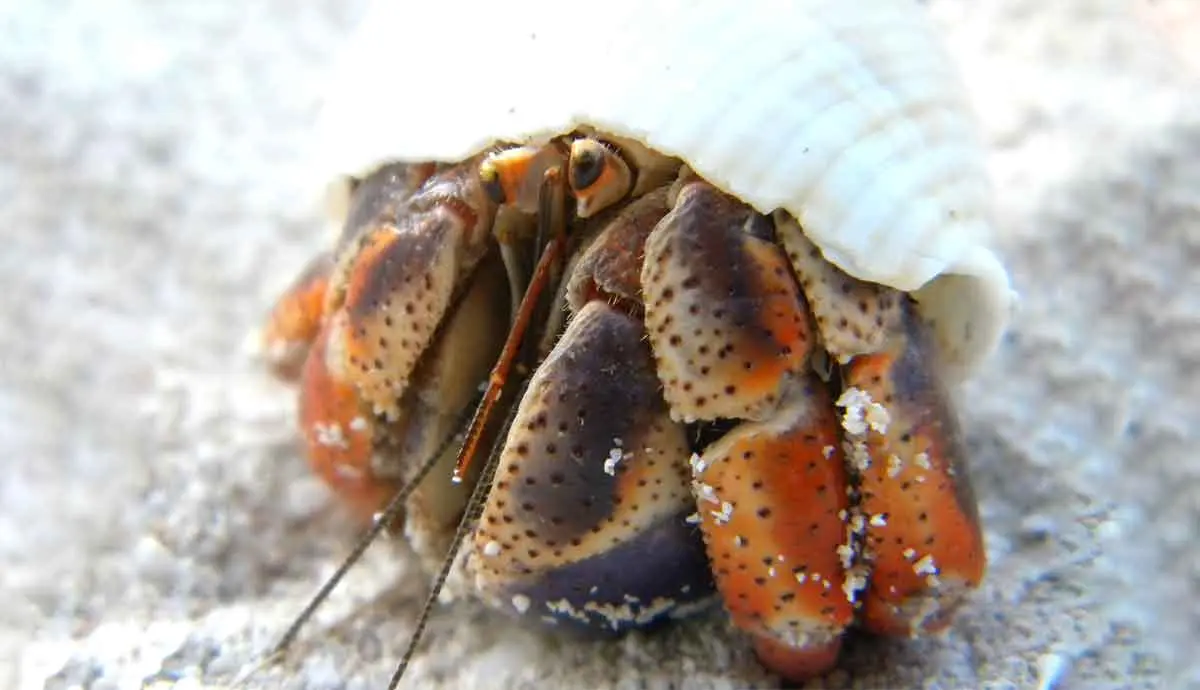 hermit crab shell