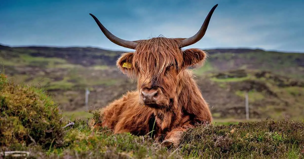 highland cow laying down field