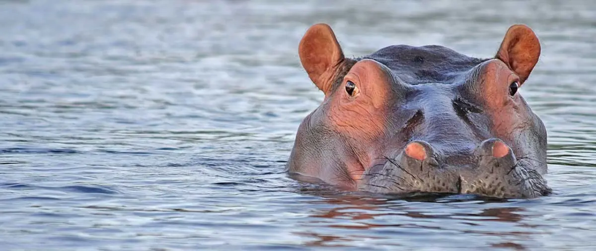 hippo lurking with head above water