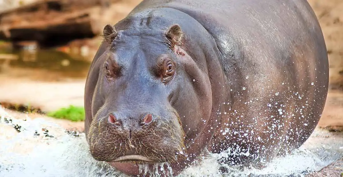 hippo running into the water