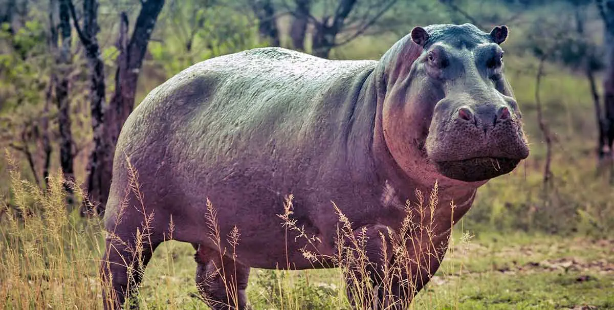 hippo standing grass