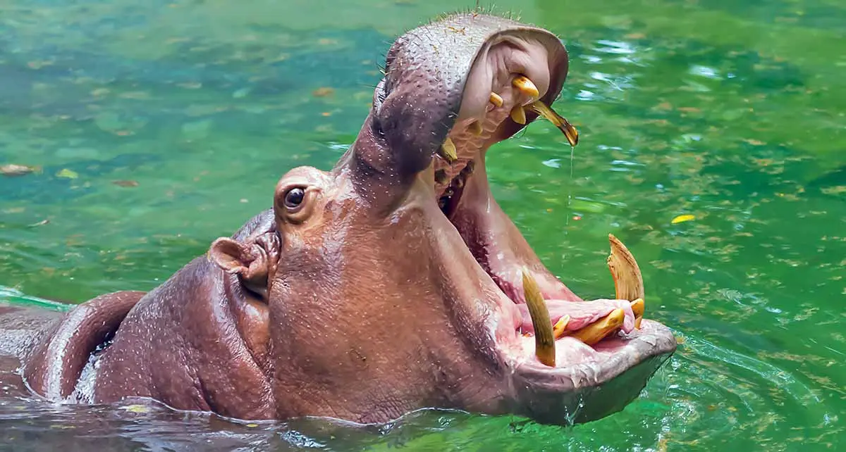 hippo with mouth open