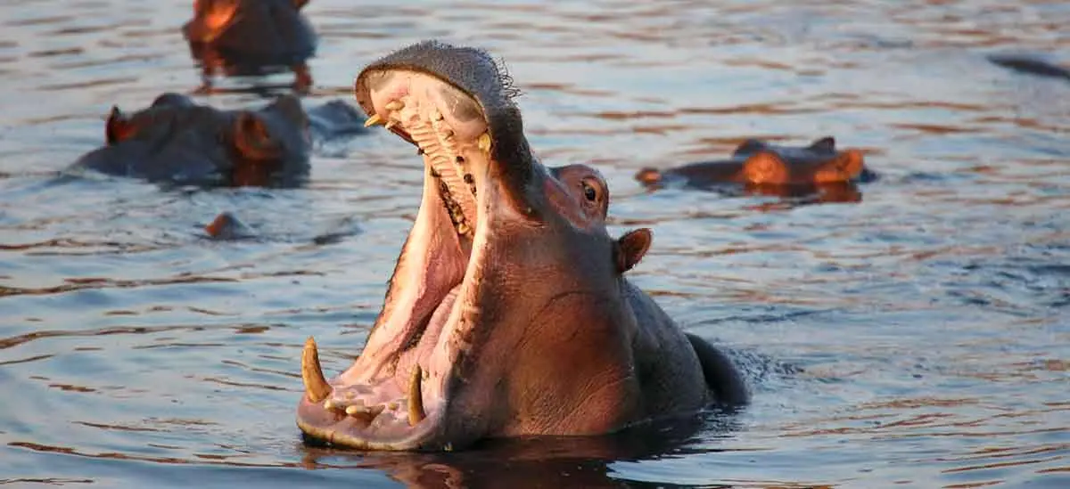 hippo with wide open mouth
