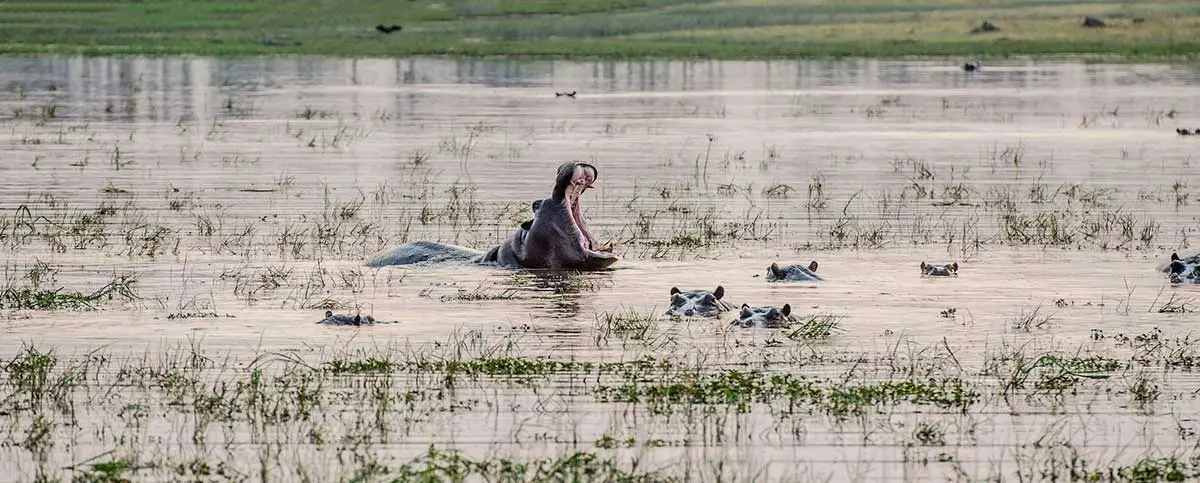 hippo yawning marsh