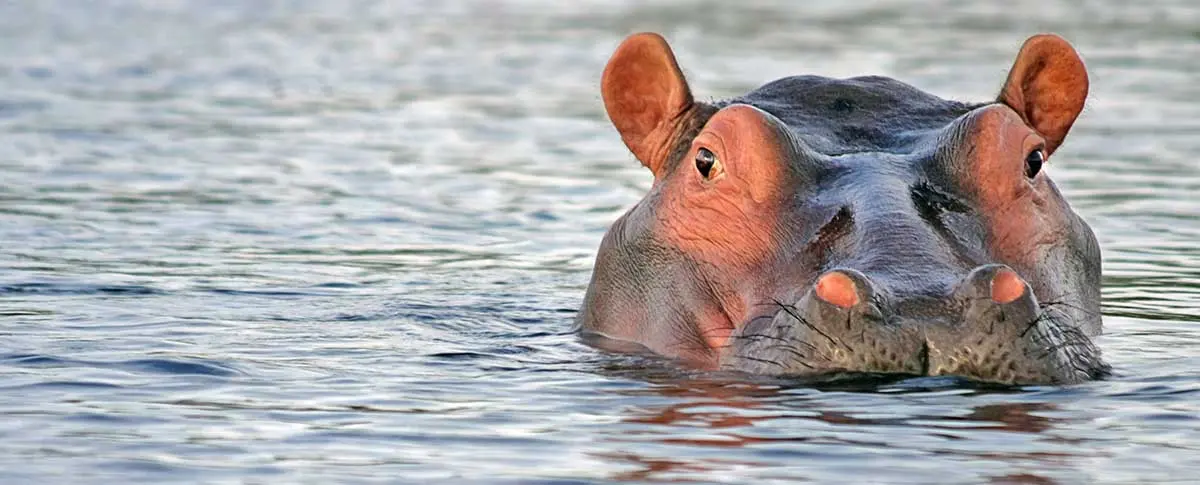 hippopotamus