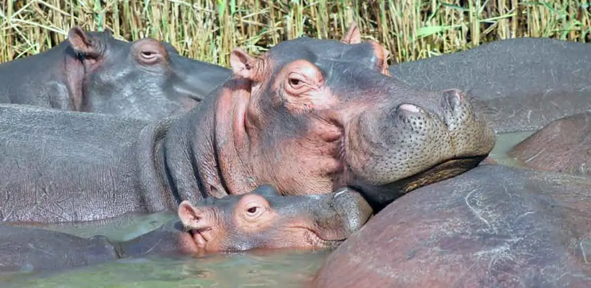 hippos group