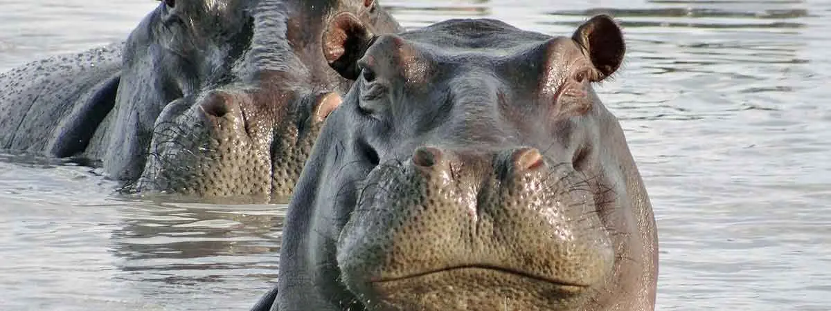 hippos submerged water