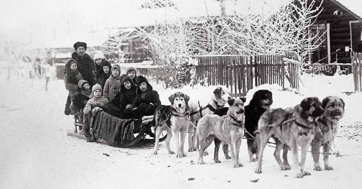 history of dog sledding with mountain dogs