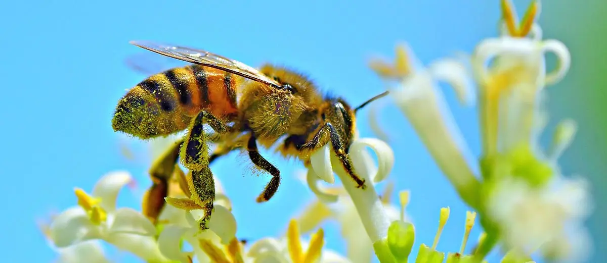 honey bee pollinating flower