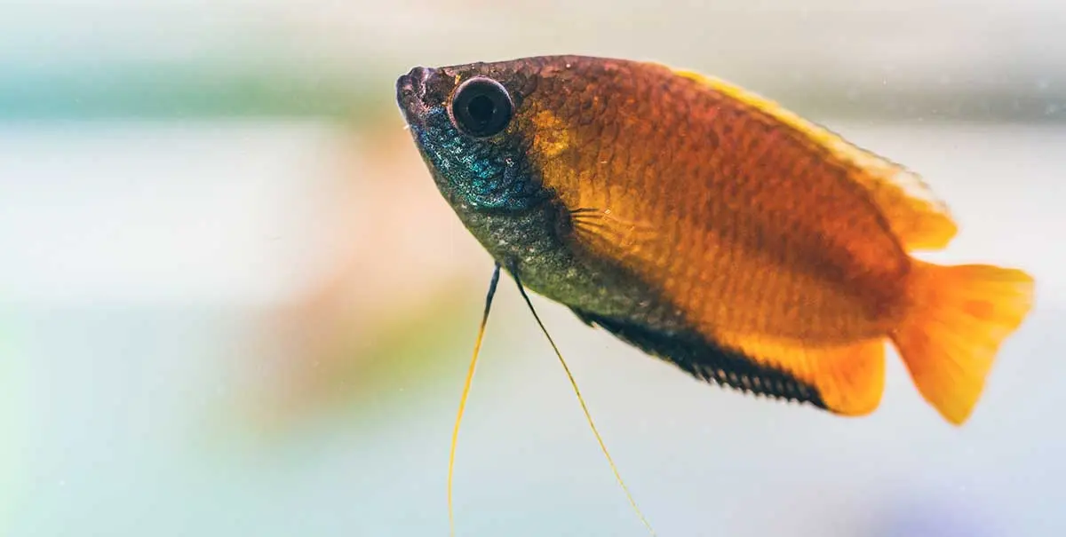 honey gourami