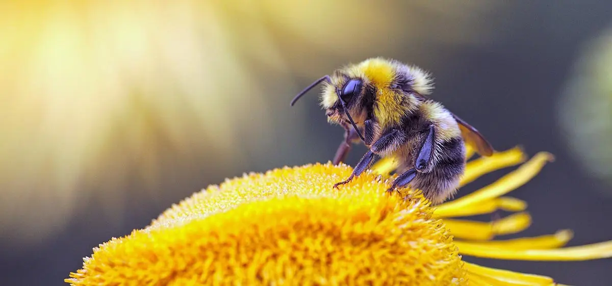 honeybee visiting a yellow flower