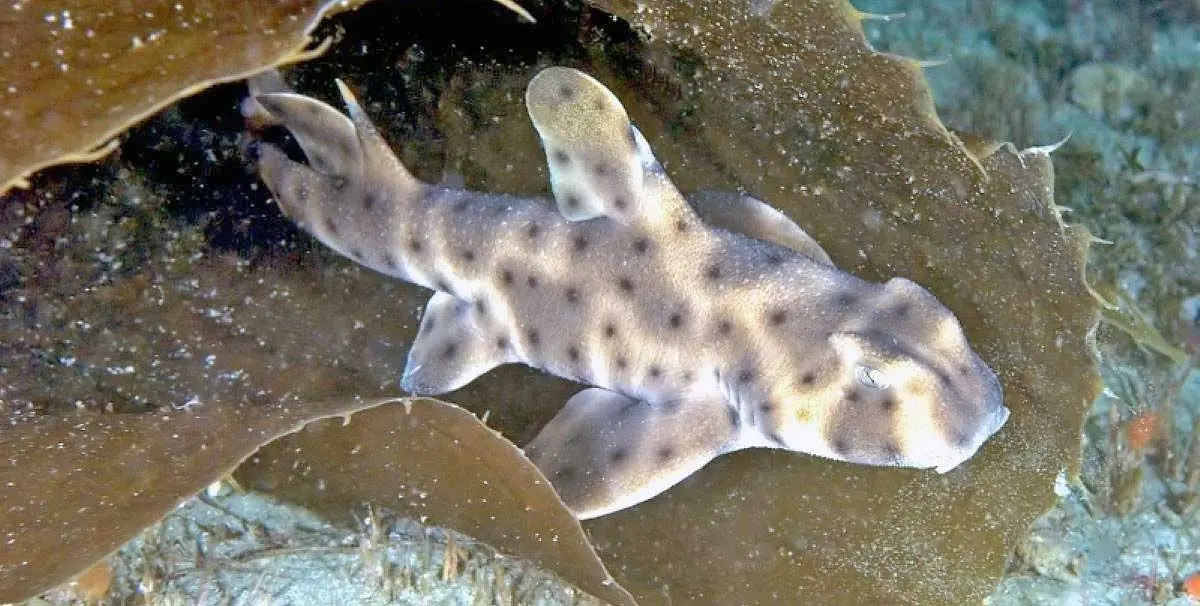 horn shark