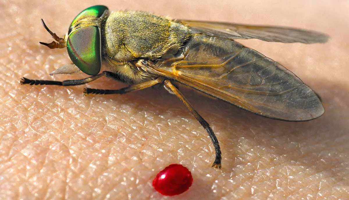 horse fly next to blood droplet on human