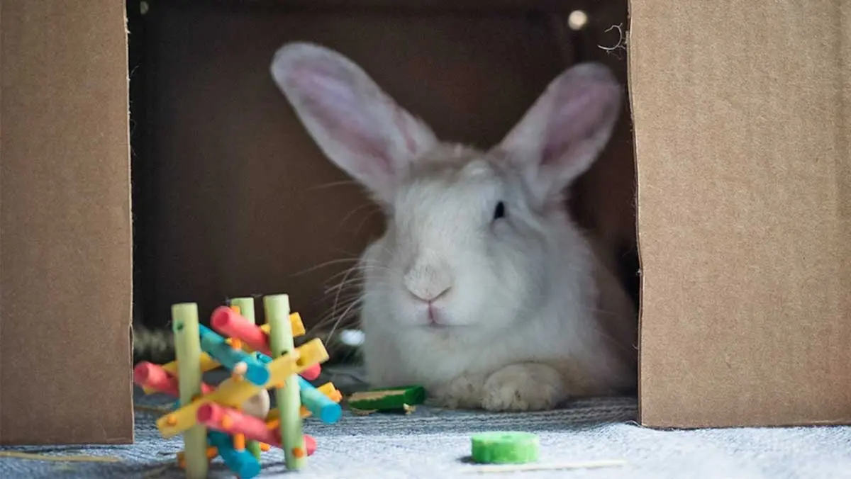 house rabbit hiding