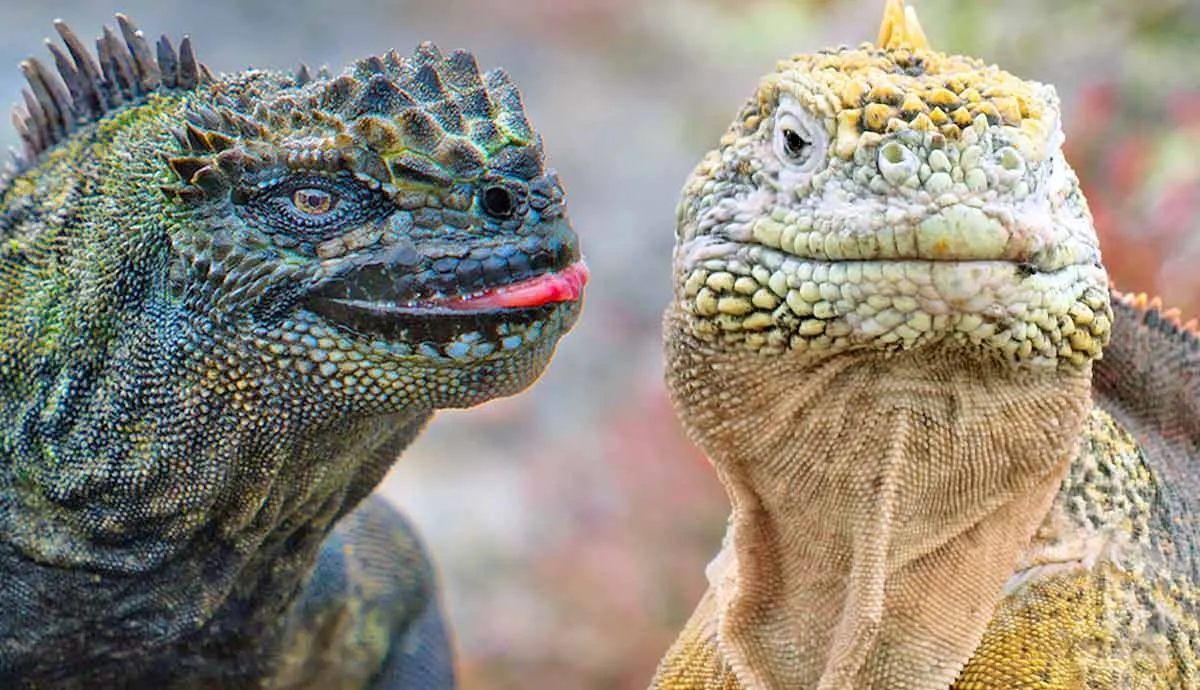 how are marine iguanas different from other iguanas